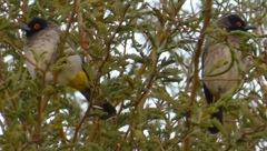 Pycnonotus nigricans