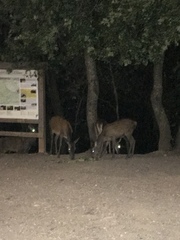 Cervus elaphus corsicanus