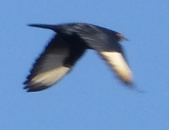 Onychognathus nabouroup