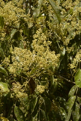 Staphylea malabarica