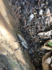 Batocera rufomaculata