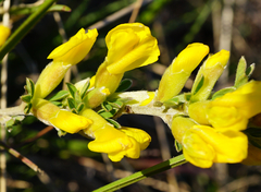 Chamaecytisus ratisbonensis