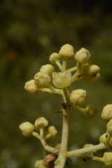 Staphylea malabarica