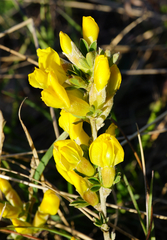 Chamaecytisus ratisbonensis