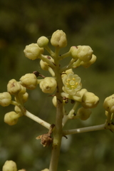 Staphylea malabarica