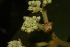 Cryptocarya anamalayana