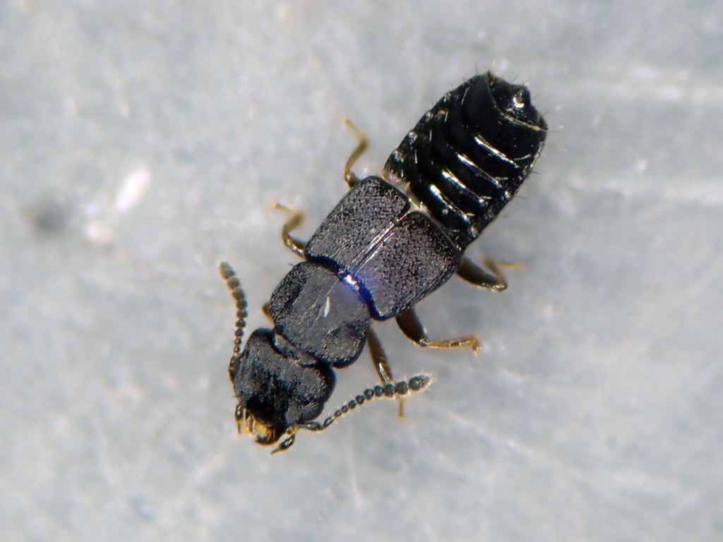 Anotylus tetracarinatus