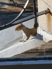 Sciurus carolinensis