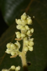 Cryptocarya anamalayana