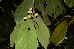 Cryptocarya anamalayana