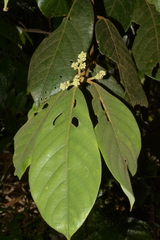 Cryptocarya anamalayana
