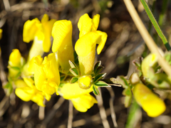 Chamaecytisus ratisbonensis