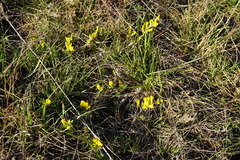 Chamaecytisus ratisbonensis