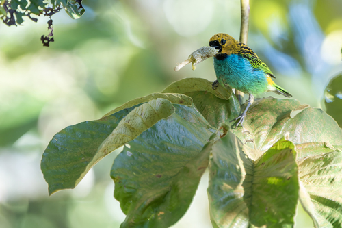 Gilt-edged Tanager