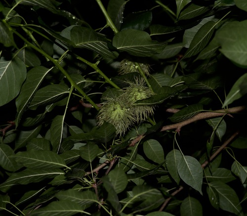 Maclura pomifera
