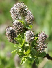 Salix breviserrata