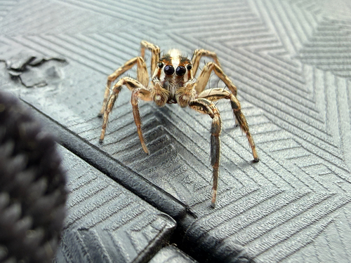 Pantropical Jumping Spider