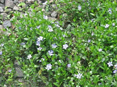 Vinca minor