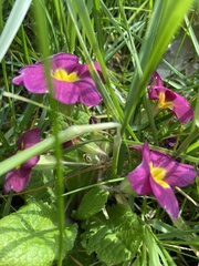 Primula vulgaris