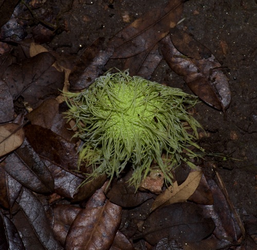 Maclura pomifera