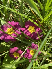 Primula vulgaris