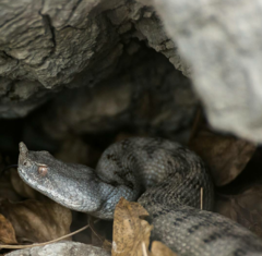 Vipera ammodytes