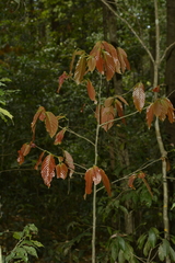 Polyalthia fragrans