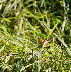 Heteronympha banksii