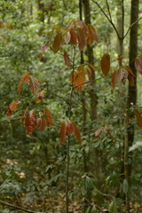 Polyalthia fragrans