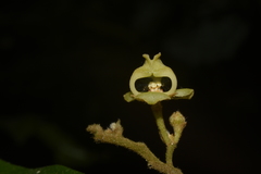 Orophea erythrocarpa