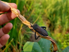 Anoplocnemis phasianus