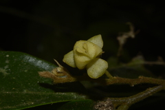 Orophea erythrocarpa