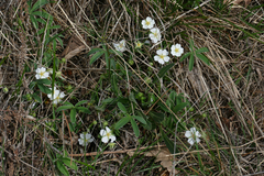 Potentilla alba