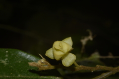 Orophea erythrocarpa