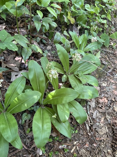 Clintonia umbellulata, photograph 4