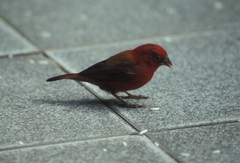 Lagonosticta senegala