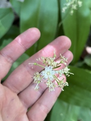 Clintonia umbellulata, photograph (c) Oliver Hassell, some rights reserved (CC BY)