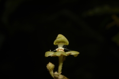 Orophea erythrocarpa