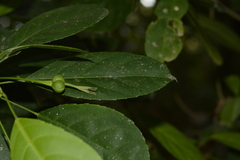 Cleidion spiciflorum
