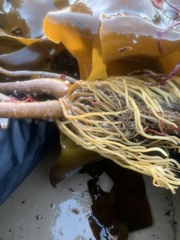 Laminaria digitata