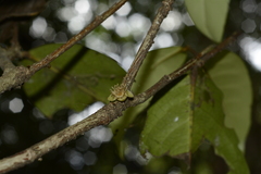 Drypetes oblongifolia