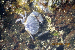 Leptodius sanguineus