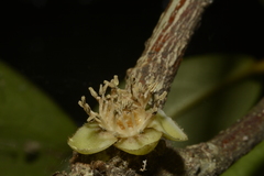 Drypetes oblongifolia