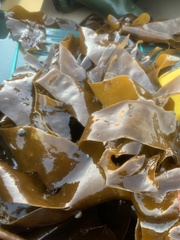 Laminaria digitata