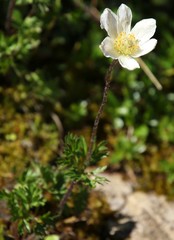 Anemonoides baldensis