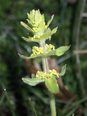 Cruciata laevipes