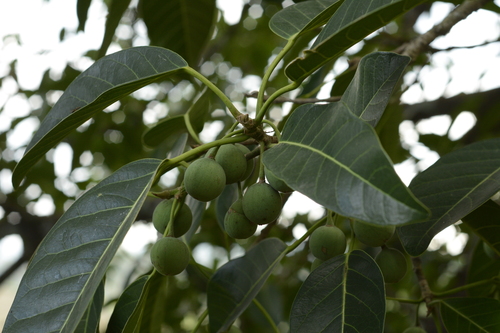 Image of Ficus callosa by (c) Siddarth Machado, some rights reserved (CC BY)