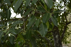 Ficus callosa