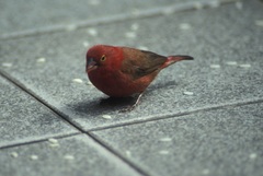 Lagonosticta senegala