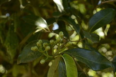 Syzygium hemisphericum
